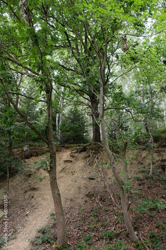 FU 2020-07-25 Belgien hin 225 Am Hang stehen Bäume deren Wurzeln zu sehen sind