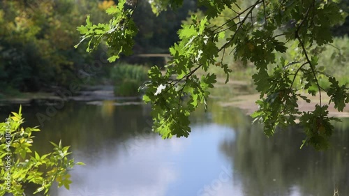 Natural background with calm river surface with swaying on wind green oak tree leaves and sky reflection photo