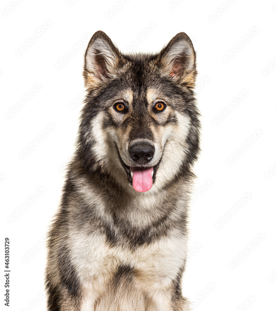 Close-up portrait of Northern Inuit Dog panting, looks like a wolf, isolated on white