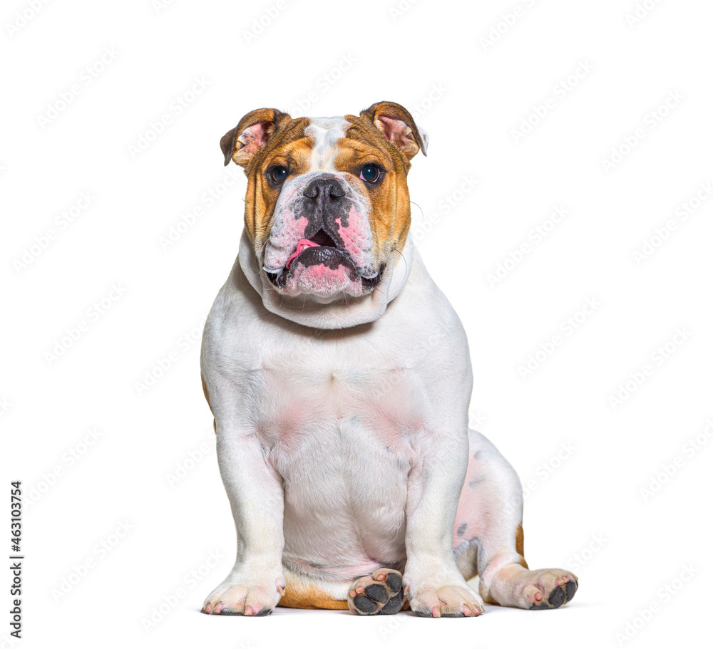 English bulldogs sitting , looking at camera, isolated English bulldogs sitting , looking at camera, isolated
