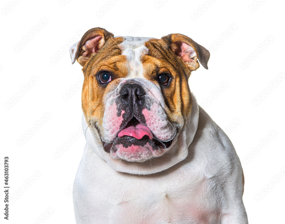 Panting brown and white english Bulldog head portrait in front of a white background