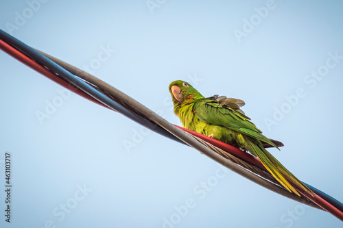 A parrot on a colored electrical cord, scientific name Psittacara leucophthalmus photo