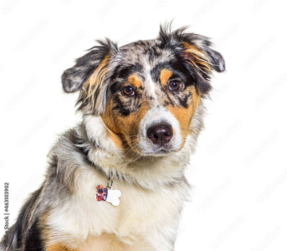 portrait, head shot, Australian shepherd dog blue merle facing the camera
