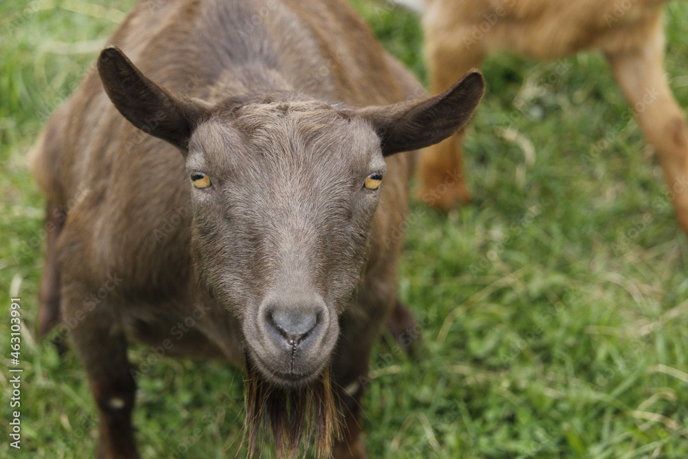 Standing goat