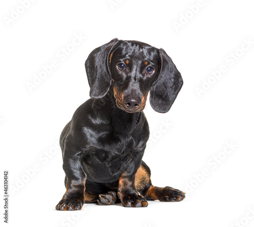 Dachshund dog, sitting in front of white background
