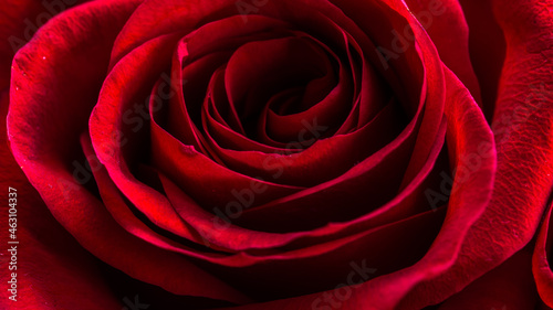 Red rose bright background  flowers pattern. Bouquet of fresh roses