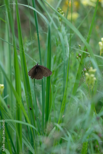 FU 2020-07-25 Belgien hin 299 Im grünen Gras ist ein Schmetterling