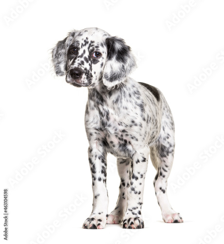 Standing Puppy english setter dog spotted black and white, two months old, Isolated