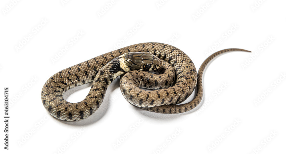 Grass snake, Natrix natrix, Isolated on white Grass snake, Natrix natrix, Isolated on white