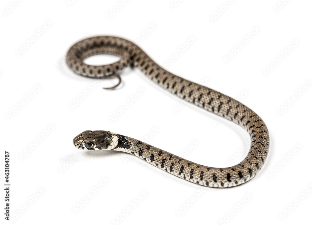 Grass snake crawling , Natrix natrix, Isolated on white Grass snake crawling , Natrix natrix, Isolated on white