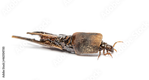 caddisfly species larva in protective cases or shell, made of plant pieces photo