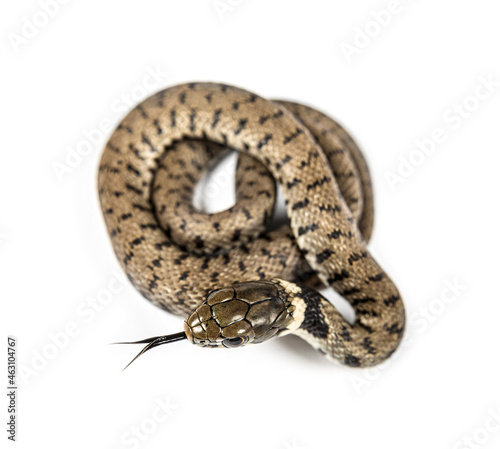 Grass snake sniffing tongue out, Natrix natrix, Isolated on white