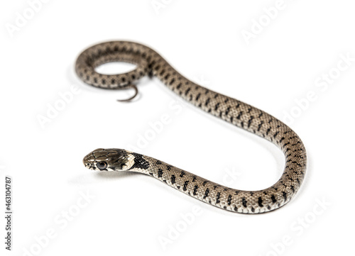 Grass snake crawling , Natrix natrix, Isolated on white © Eric Isselée