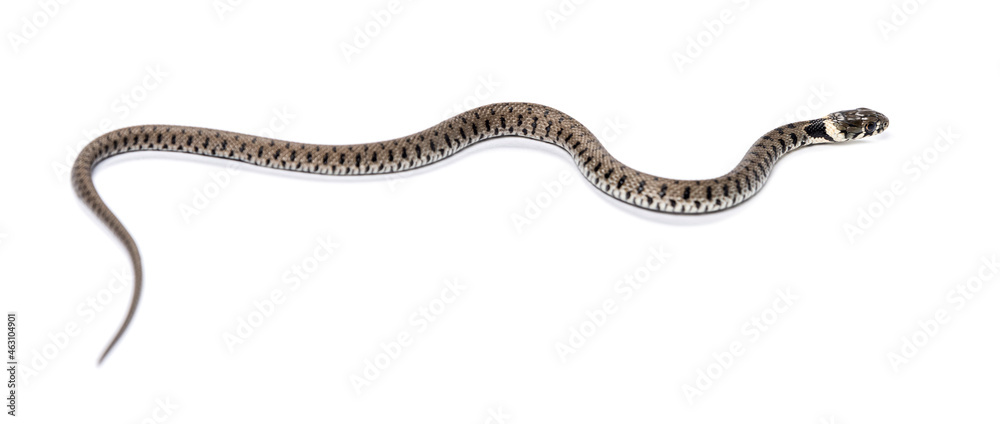 Grass snake, Natrix natrix, Isolated on white Grass snake, Natrix natrix, Isolated on white
