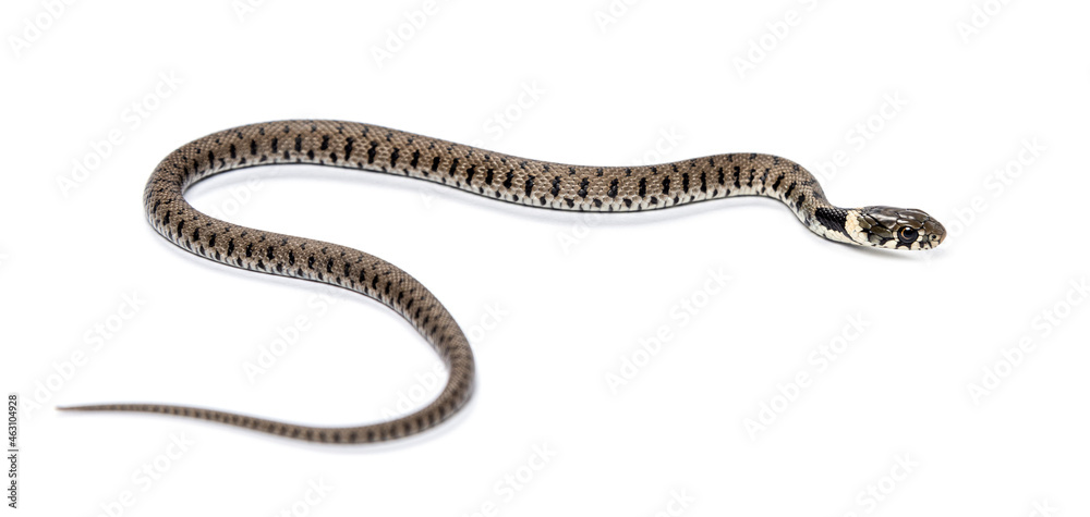 Grass snake, Natrix natrix, Isolated on white Grass snake, Natrix natrix, Isolated on white