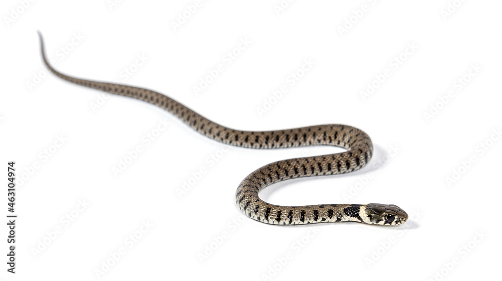 Grass snake, Natrix natrix, Isolated on white Grass snake, Natrix natrix, Isolated on white