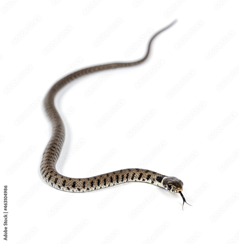 Grass snake, Natrix natrix, Isolated on white Grass snake, Natrix natrix, Isolated on white