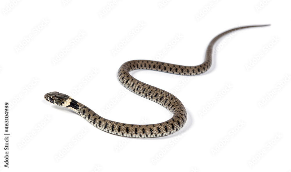 Grass snake, Natrix natrix, Isolated on white Grass snake, Natrix natrix, Isolated on white