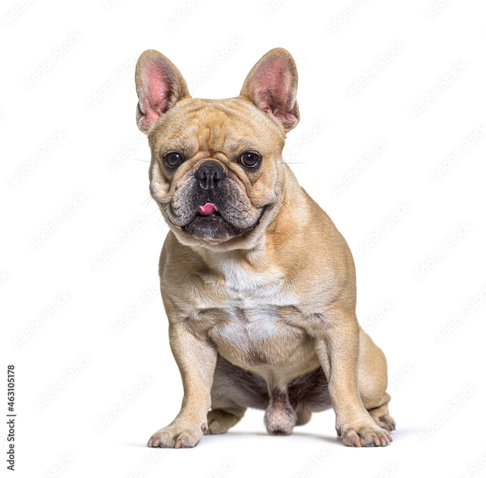 Male french Bulldog siting in front, white background