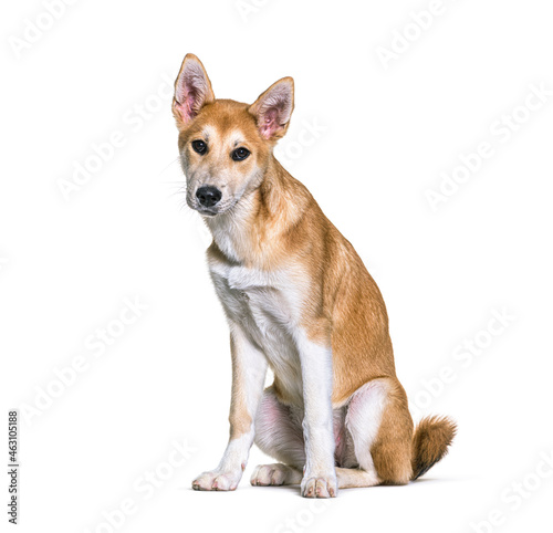 Crossbreed dog sitting and looking at camera against white background