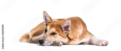 Photos Resting Crossbreed dog lying down, isolated on white