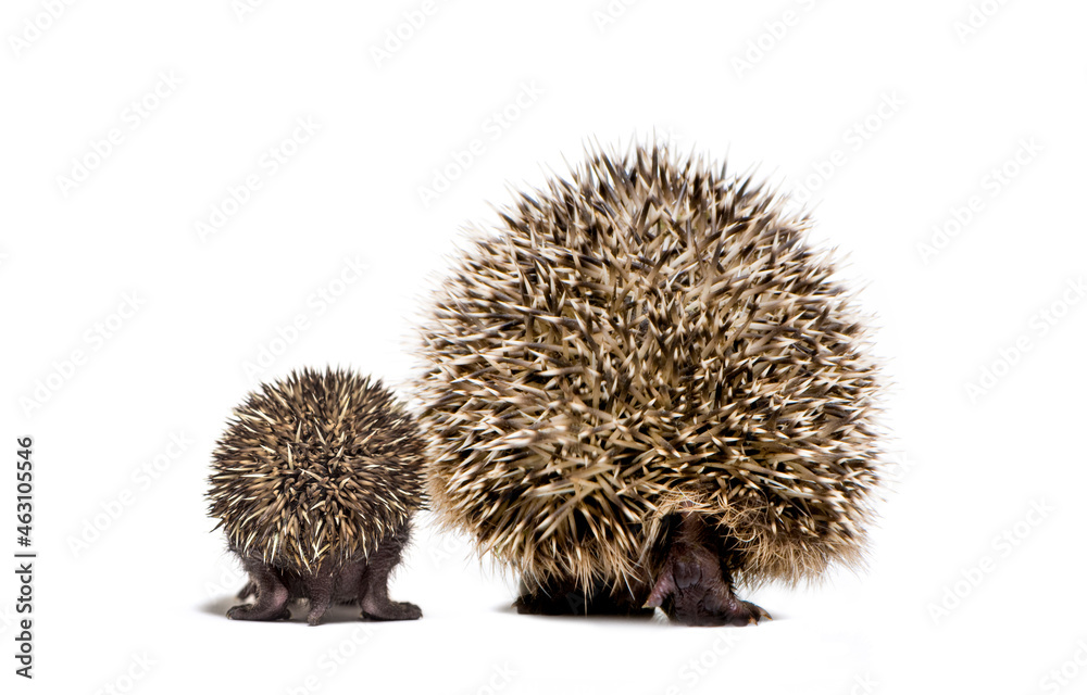 Back view of a baby European hedgehog and its mother walking on a white background Back view of a baby European hedgehog and its mother walking on a white background
