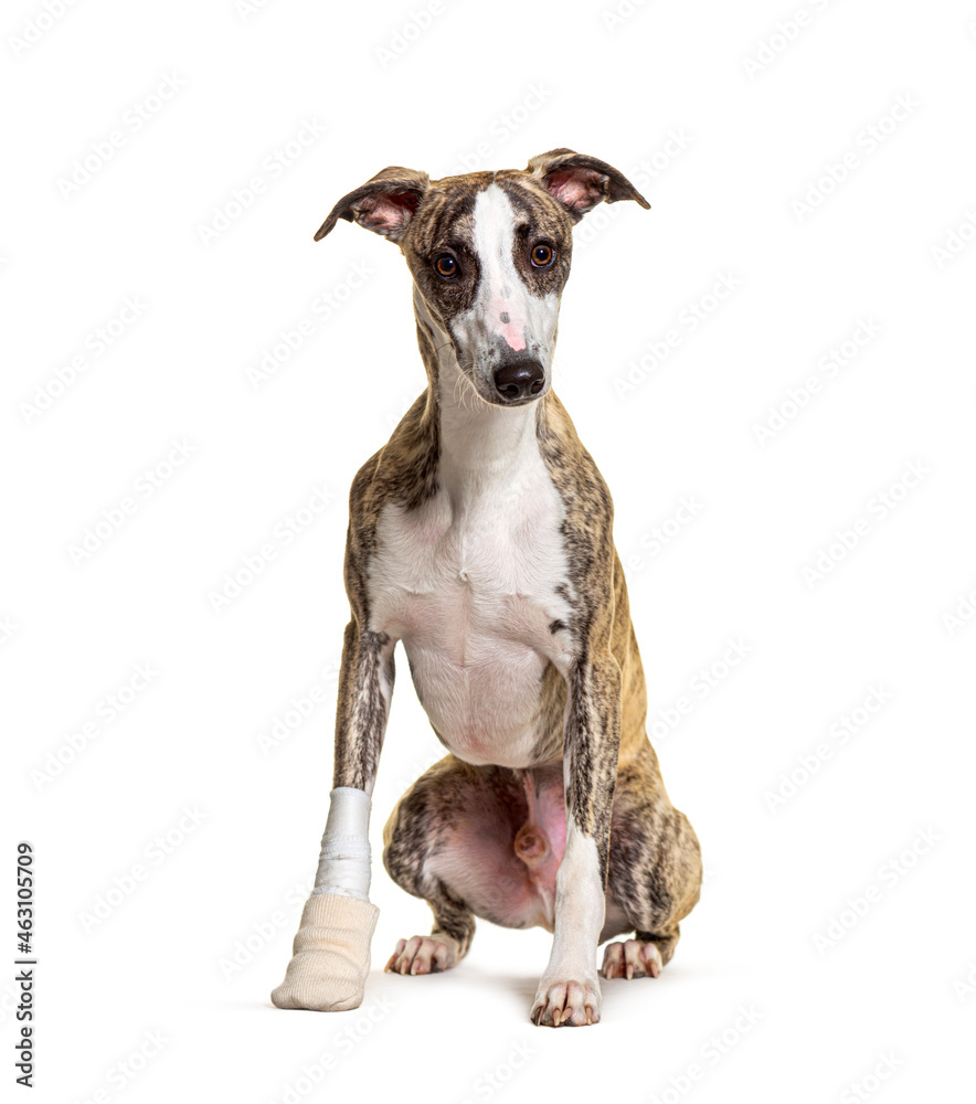 injured whippet dog sitting, bandaged paw,  isolated on white