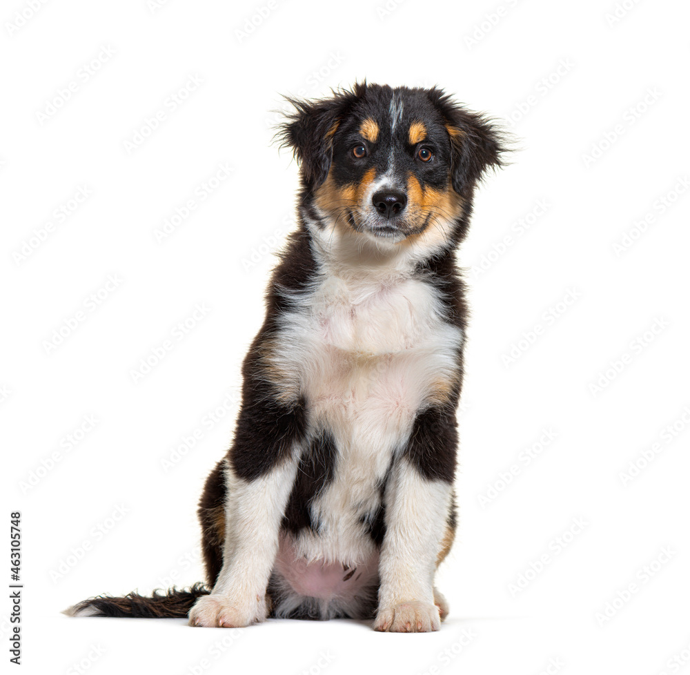 Black and tan Puppy Miniature American Shepherd, fourteen weeks old Black and tan Puppy Miniature American Shepherd, fourteen weeks old