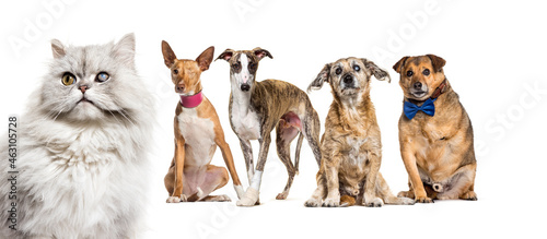 Group of sick, blind, injured, dogs and cat in a row, isolated on white