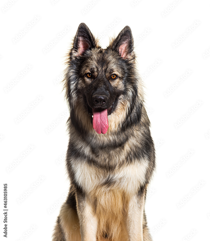 Old German herding dogs, also know as Altdeutsche Hütehunde or altdeutsche Schäferhunde