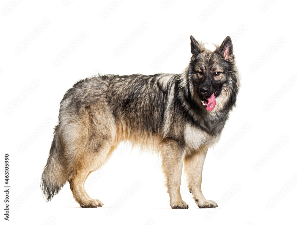 Side view, profile, of standing dog making a face isolated on white Side view, profile, of standing dog making a face isolated on white