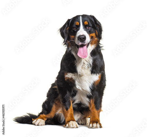 Tricolor Bernese Mountain Dog sitting, looking at camera and panting isolated on white photo