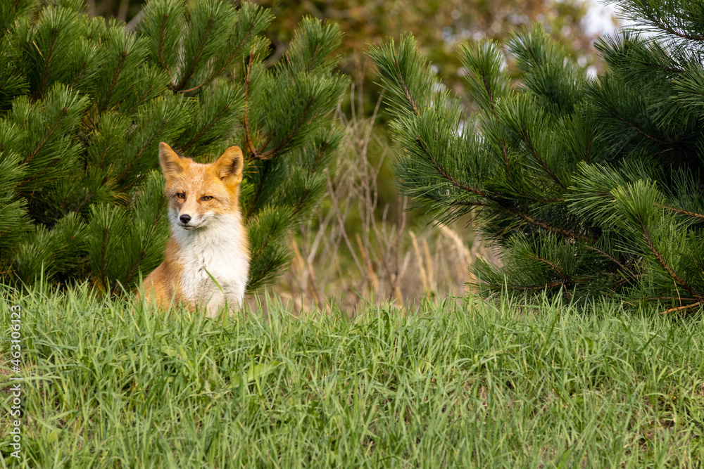 Naklejka premium Fox Chill