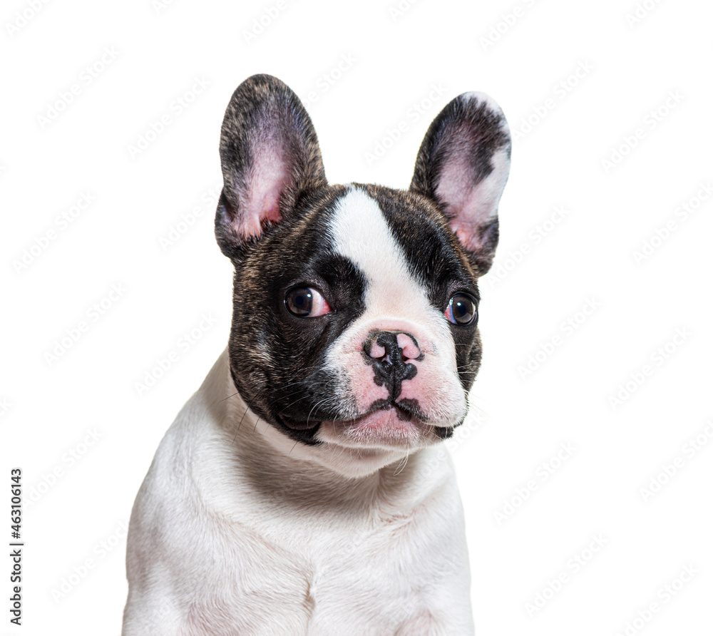 Head shot of a three months old puppy french bulldog facing at camera