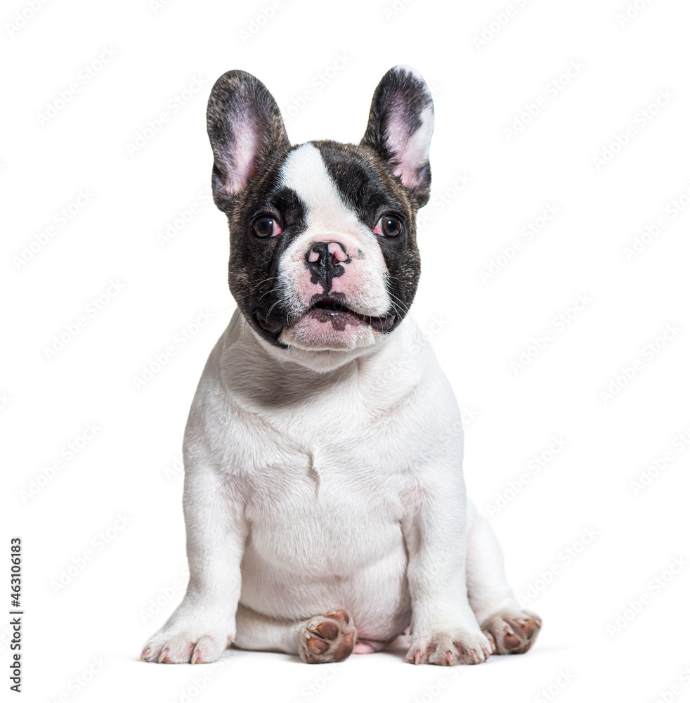 Expressive three months old puppy french bulldog, sitting, isolated on white