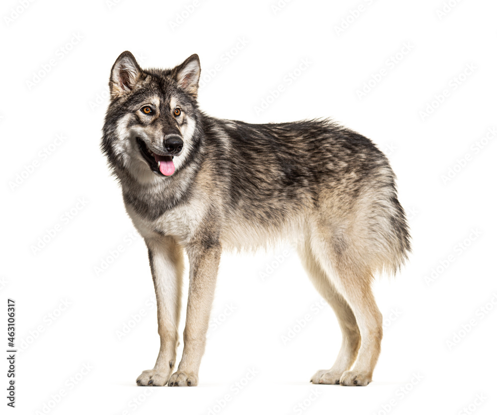 Standing Northern Inuit Dog panting, looks like a wolf, isolated on white