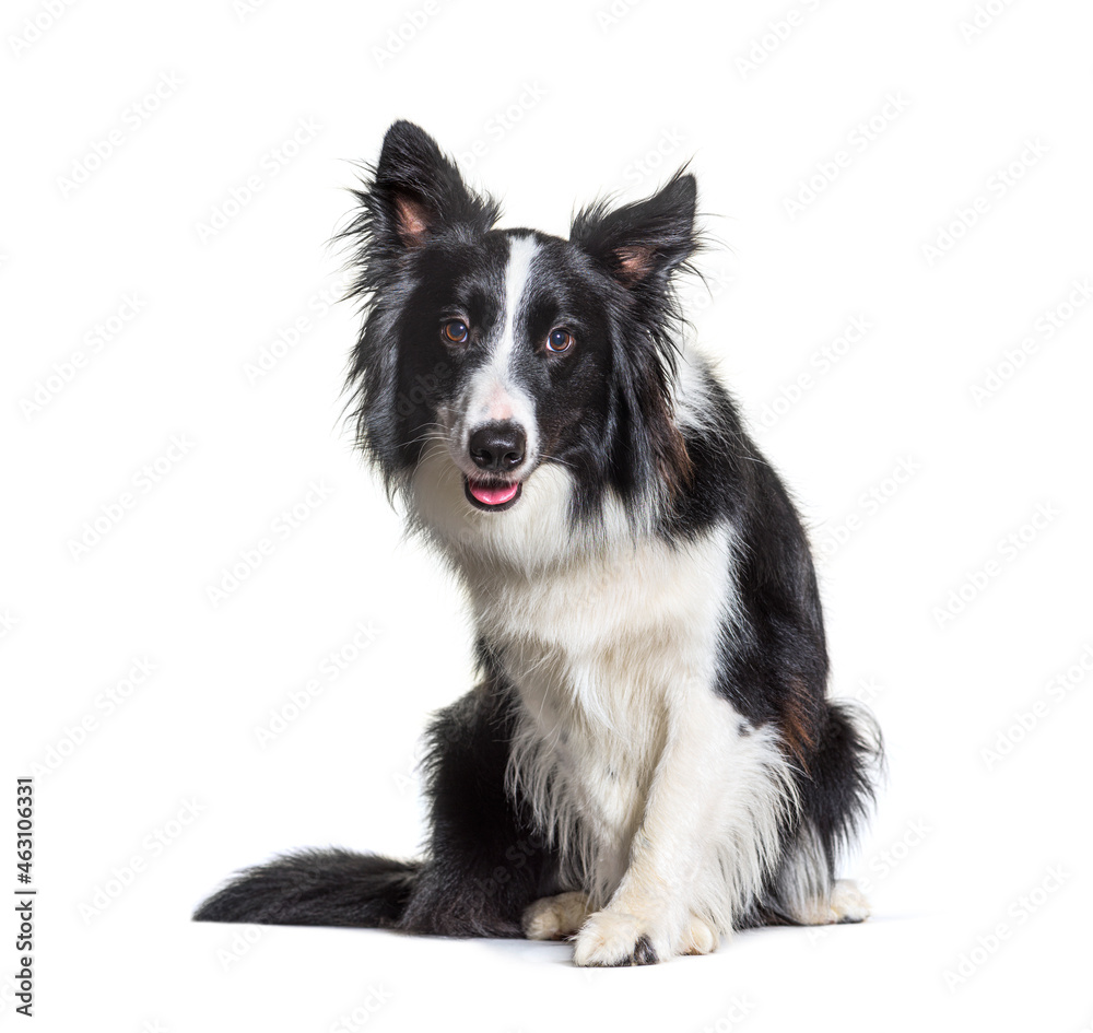 black and white Border Collie dog, intrigued, sitting and looking at camera. Isolated
