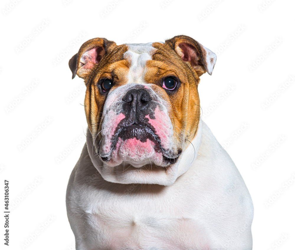 brown and white english Bulldog head shot portrait in front of a white background brown and white english Bulldog head shot portrait in front of a white background