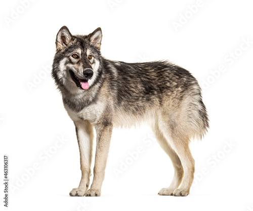 Standing Northern Inuit Dog panting, looks like a wolf, isolated on white © Eric Isselée