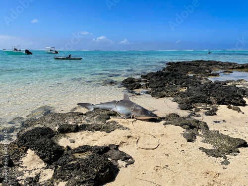 ein toter Hai liegt am Strand von Mauritius photo