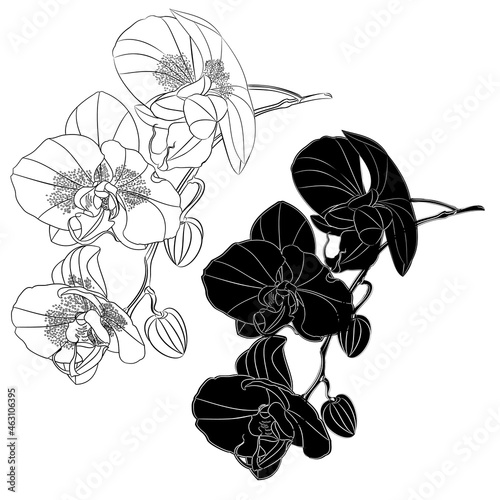 Orchid Phalaenopsis  outline and silhouette set first flower  on a white background vintage vector editable illustration hand draw