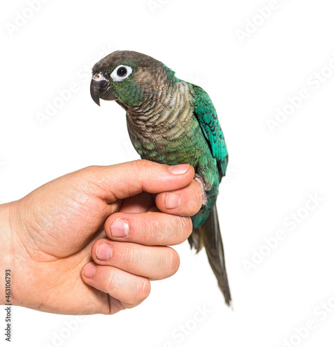 Green Conure hold on an human hand, isolated