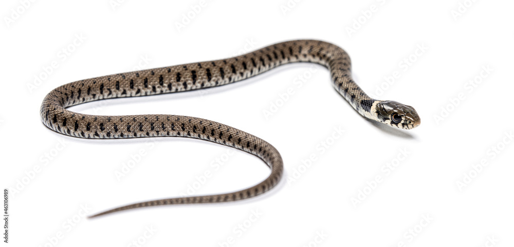 Grass snake, Natrix natrix, Isolated on white Grass snake, Natrix natrix, Isolated on white