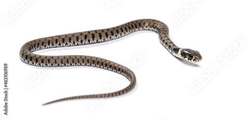 Grass snake, Natrix natrix, Isolated on white