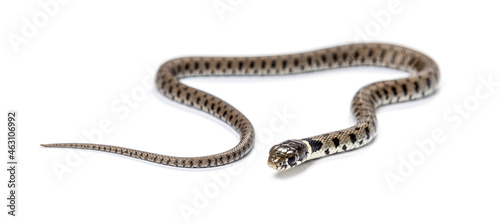 Wallpaper Mural Grass snake, Natrix natrix, Isolated on white Torontodigital.ca