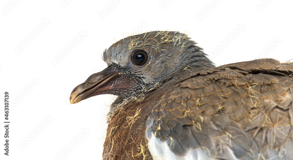 Young domestic pigeon falling out of the nest, against white background Young domestic pigeon falling out of the nest, against white background