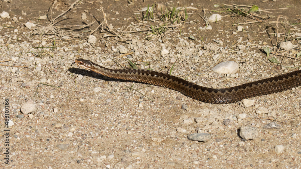Large Common European adder, Vipera berus crawling on the ground during autumn. 
