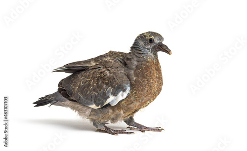 Young domestic pigeon falling out of the nest  against white background