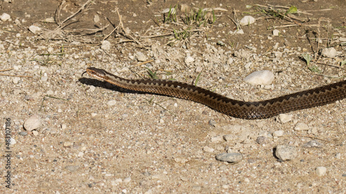 Large Common European adder, Vipera berus crawling on the ground during autumn. 