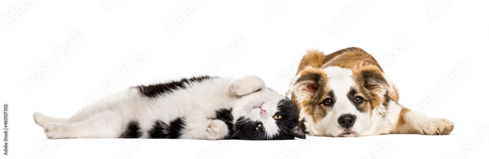 Crossbreed dog and cat, lying together, isolated on white - obrazy, fototapety, plakaty 